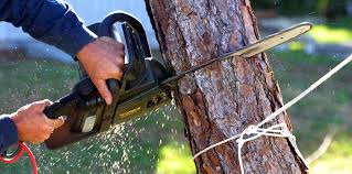 Best Palm Tree Trimming  in Alexandria, KY