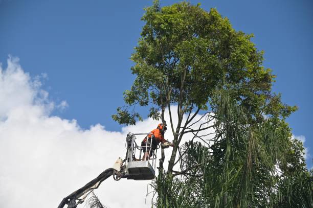 Best Landscape Design and Installation  in Alexandria, KY